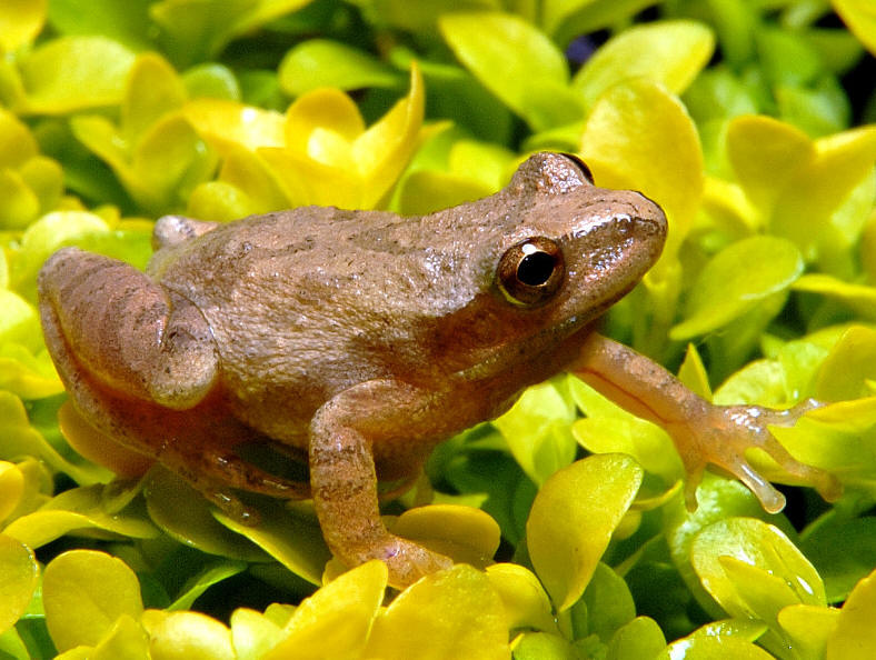 class amphibia frog