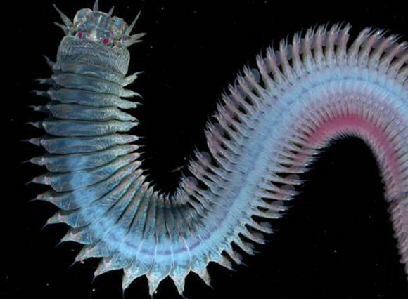 Phylum Annelida - ANIMAL KINGDOM